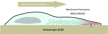 Graphical abstract: Extracellular nanofiber-orchestrated cytoskeletal reorganization and mediated directional migration of cancer cells
