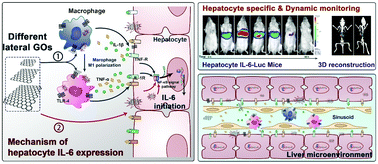 Graphical abstract: Large-sized graphene oxide synergistically enhances parenchymal hepatocyte IL-6 expression monitored by dynamic imaging