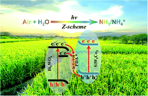 Graphical abstract: Direct utilization of air and water as feedstocks in the photo-driven nitrogen reduction reaction over a ternary Z-scheme SiW9Co3/PDA/BWO hetero-junction