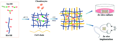Graphical abstract: Development of an injectable thiolated icariin functionalized collagen/hyaluronic hydrogel to promote cartilage formation in vitro and in vivo