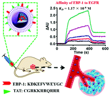 Graphical abstract: Improved tumor targeting and penetration by a dual-functional poly(amidoamine) dendrimer for the therapy of triple-negative breast cancer