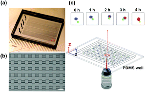 Graphical abstract: Profiling of immune–cancer interactions at the single-cell level using a microfluidic well array