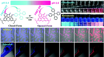Graphical abstract: FRET-based sensor for visualizing pH variation with colorimetric/ratiometric strategy and application for bioimaging in living cells, bacteria and zebrafish