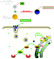 Graphical abstract: Osteopromotive carbon dots promote bone regeneration through the PERK-eIF2α-ATF4 pathway