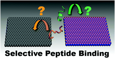 Graphical abstract: Material composition and peptide sequence affects biomolecule affinity to and selectivity for h-boron nitride and graphene