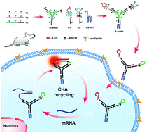 Graphical abstract: In vivo mRNA imaging based on tripartite DNA probe mediated catalyzed hairpin assembly