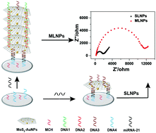 Graphical abstract: Ultrasensitive analysis of microRNAs with gold nanoparticle-decorated molybdenum disulfide nanohybrid-based multilayer nanoprobes