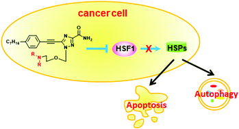 Graphical abstract: Novel triazole nucleoside analogues promote anticancer activity via both apoptosis and autophagy