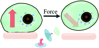 Graphical abstract: Magnetic nanoparticles for the measurement of cell mechanics using force-induced remnant magnetization spectroscopy