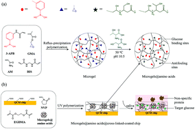 Graphical abstract: A highly sensitive quartz crystal microbalance sensor modified with antifouling microgels for saliva glucose monitoring