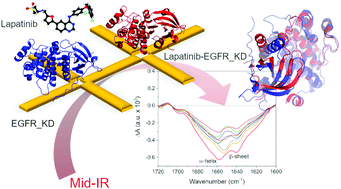 Graphical abstract: Binding of tyrosine kinase inhibitor to epidermal growth factor receptor: surface-enhanced infrared absorption microscopy reveals subtle protein secondary structure variations