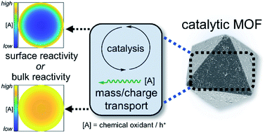 Graphical abstract: Diagnosing surface versus bulk reactivity for molecular catalysis within metal–organic frameworks using a quantitative kinetic model