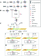 Graphical abstract: Rapid and sensitive detection of dual lung cancer-associated miRNA biomarkers by a novel SERS-LFA strip coupling with catalytic hairpin assembly signal amplification