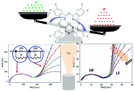 Graphical abstract: Photon assisted-inversion of majority charge carriers in molecular semiconductor-based organic heterojunctions
