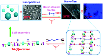 Graphical abstract: Novel tri-[2]rotaxane-based stimuli-responsive fluorescent nanoparticles and their guest controlled reversible morphological transformation properties