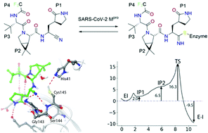 Graphical abstract: Computational simulations on the binding and reactivity of a nitrile inhibitor of the SARS-CoV-2 main protease