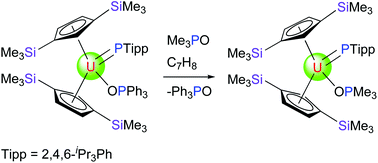 Graphical abstract: Synthesis and reactivity of the uranium phosphinidene metallocene [η5-1,3-(Me3Si)2C5H3]2U( [[double bond, length as m-dash]] P-2,4,6-iPr3C6H2)(OPMe3): influence of the coordinated Lewis base
