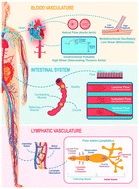 Graphical abstract: Go with the flow: modeling unique biological flows in engineered in vitro platforms