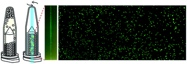 Graphical abstract: Rotational scan digital LAMP for accurate quantitation of nucleic acids