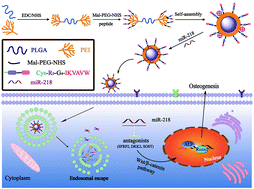 Graphical abstract: Multifunctional polyplex micelles for efficient microRNA delivery and accelerated osteogenesis
