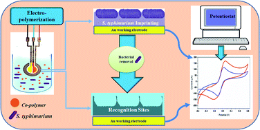 Graphical abstract: Voltammetric determination of Salmonella typhimurium in minced beef meat using a chip-based imprinted sensor