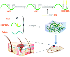 Graphical abstract: A hydrogel based on nanocellulose/polydopamine/gelatin used for the treatment of MRSA infected wounds with broad-spectrum antibacterial and antioxidant properties and tissue suitability
