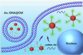 Graphical abstract: A cancer cell membrane vesicle-packaged DNA nanomachine for intracellular microRNA imaging