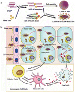 Graphical abstract: Self-assembled iRGD-R7-LAHP-M nanoparticle induced sufficient singlet oxygen and enhanced tumor penetration immunological therapy