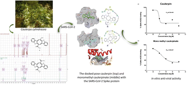 Graphical abstract: Anti-SARS-CoV-2 and cytotoxic activity of two marine alkaloids from green alga Caulerpa cylindracea Sonder in the Dardanelles