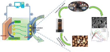 Graphical abstract: Fe/N codoped porous graphitic carbon derived from macadamia shells as an efficient cathode oxygen reduction catalyst in microbial fuel cells