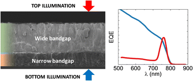 Graphical abstract: Multimodal photodetectors with vacuum deposited perovskite bilayers