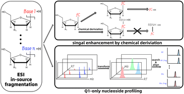 Graphical abstract: In-source fragmentation of nucleosides in electrospray ionization towards more sensitive and accurate nucleoside analysis