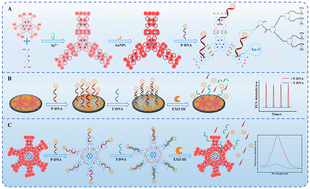 Graphical abstract: A novel fluorescence–electrochemiluminescence dual-mode sensing platform for high-precision BRAF gene detection