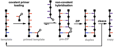 Graphical abstract: Replication of synthetic recognition-encoded oligomers by ligation of trimer building blocks