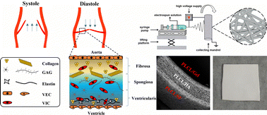 Graphical abstract: Biomimetic polymeric transcatheter heart valve leaflets with low calcification and good regenerative ability