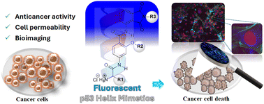 Graphical abstract: Fluorescent p53 helix mimetics pairing anticancer and bioimaging properties