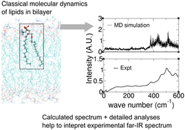 Graphical abstract: Molecular dynamics simulations reliably identify vibrational modes in far-IR spectra of phospholipids