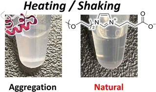 Graphical abstract: Stabilizing protein pharmaceuticals by imidazolium-type zwitterions