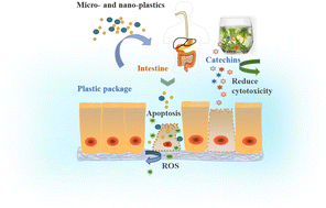 Graphical abstract: Assessment of the cytotoxicity micro- and nano-plastic on human intestinal Caco-2 cells and the protective effects of catechin