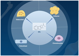 Graphical abstract: The mechanism of action of indole-3-propionic acid on bone metabolism