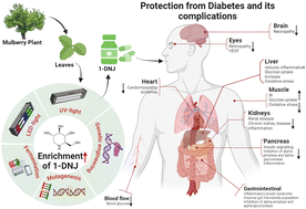 Graphical abstract: 1-Deoxynojirimycin: a comprehensive review of sources, biosynthesis pathways, strategies to enhance its production, and anti-diabetic activities