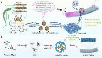 Graphical abstract: Green extraction of polyphenolic lignin using FeCl3-mediated tartaric acid-DES and its derived lignin nanoparticles for enhancing the application performance of PVA film in green agriculture