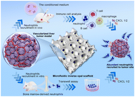 Graphical abstract: In vitro vascularized liver tumor model based on a microfluidic inverse opal scaffold for immune cell recruitment investigation