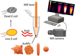 Graphical abstract: Eradication of planktonic bacteria by shape-tailored gold nanoparticle photothermia