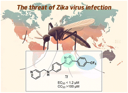 Graphical abstract: Discovery and structure–activity relationship study of novel isoxazole-based small molecules targeting Zika virus infections