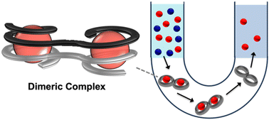 Graphical abstract: Foldameric receptors with domain-swapping cavities capable of selectively binding and transporting monosaccharides