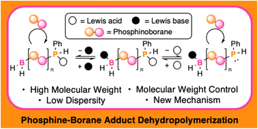 Graphical abstract: BH3·SMe2 addition enables molar mass control via chain stabilization in phosphine–borane dehydropolymerization