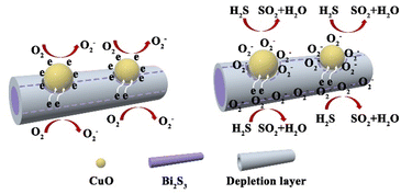 Graphical abstract: Rapid room-temperature H2S detection based on Bi2S3/CuO heterostructures: the synergy of increased surface-adsorbed oxygen and a heterojunction effect