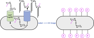 Graphical abstract: Fluorinated trehalose analogues for cell surface engineering and imaging of Mycobacterium tuberculosis