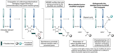 Graphical abstract: Formation of mono- and dual-labelled antibody fragment conjugates via reversible site-selective disulfide modification and proximity induced lysine reactivity